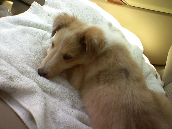 Coming home from the breeder