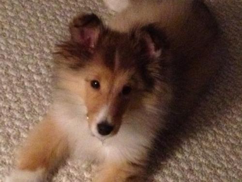 Cooper 12 weeks