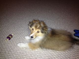 Cooper 12 weeks