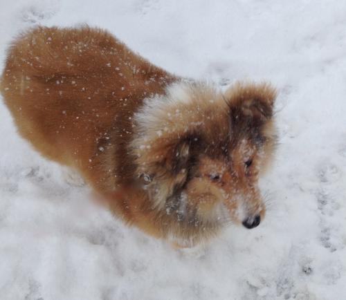Cooper in Boston blizzard Jan 2013 @ age 5 months