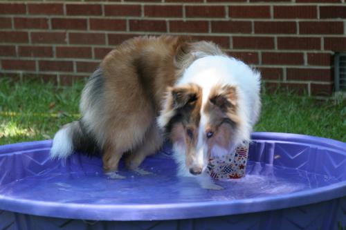 Cranberry_Shetland Water Dog
