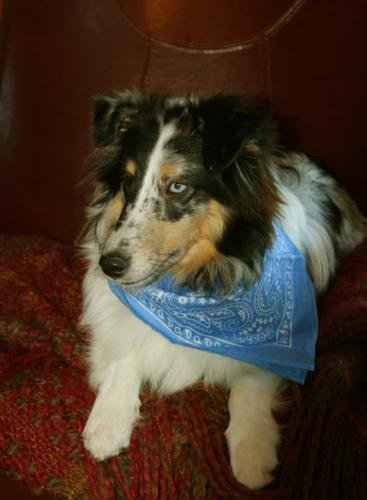 d39- My sister's sheltie, Duke