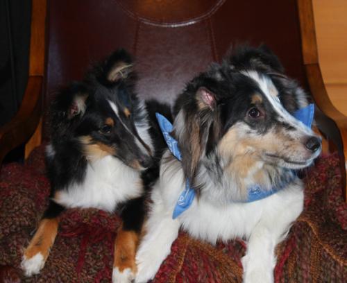 d40- Buddy and Duke
