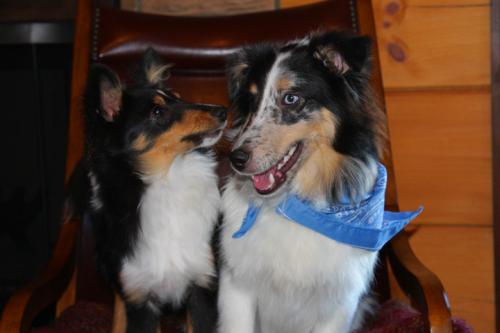 d41-Buddy and Duke