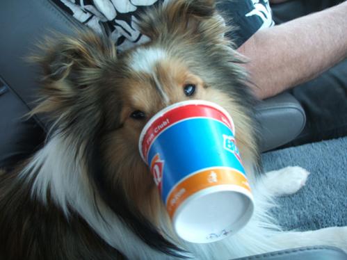 Dairy Queen's "mini-blizzard" fits perfectly on a Sheltie snout! (He didn't get his own; just the remnants of ours.) He has since learned how to twirl