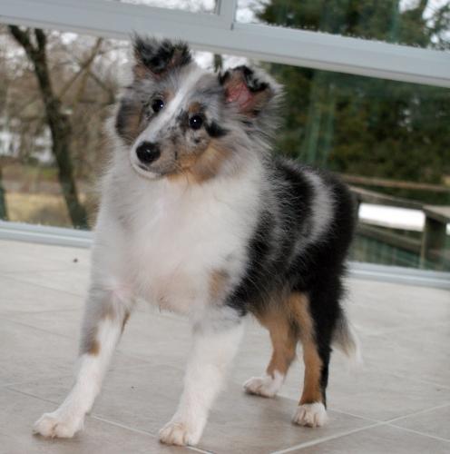 Dandie at 16 weeks