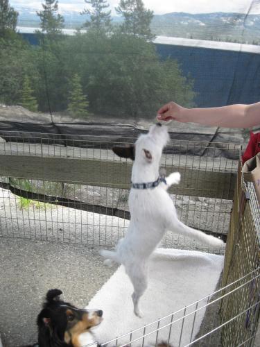 Darby showing off his jumping skills!