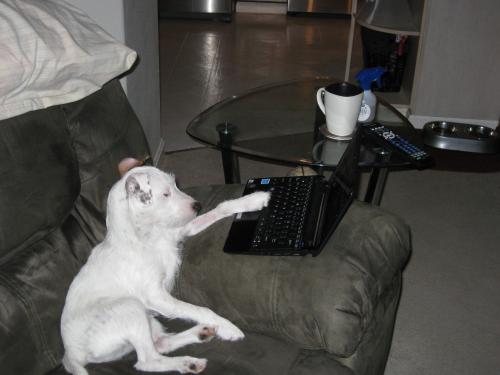 Darby was kickin back and doing some forum posting when Deja grabbed the camera.