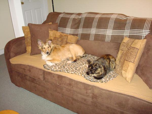 december 08 FINALLY, FIRST SIT TOGETHER with 'anti social kitty', Lilo :) Funny thing she likes the dog better now than the other cat!