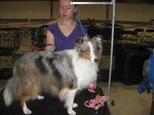 Deja gets a grooming