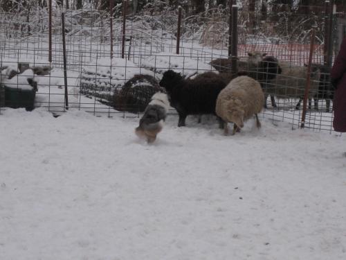 Deja having fun with the sheep.