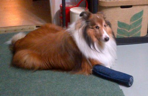 Denim tube to keep Indie from gnawing away his bandages. He's giving me the stink eye here!