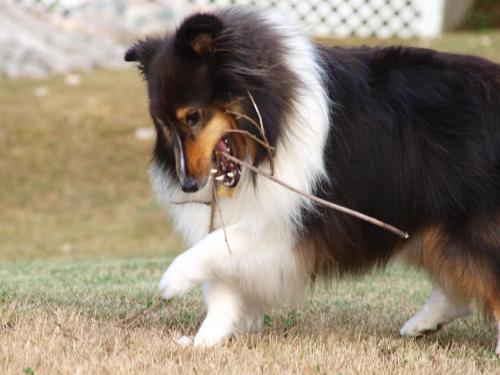 Dental Floss for dogs