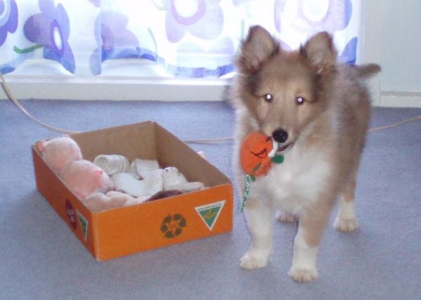 Deska - 10 weeks - first day home