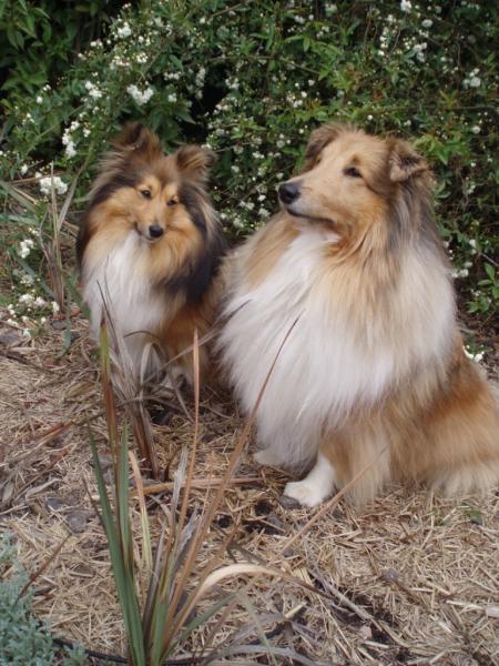 Deska and Tully