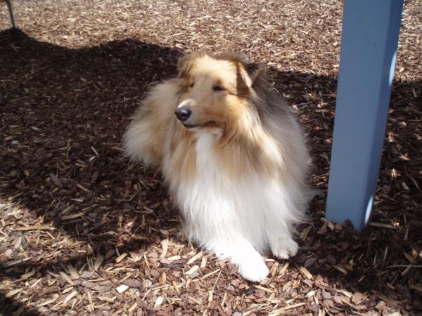 Deska looking all nice and white after a bath.
Won't last long!