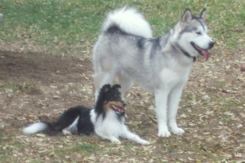 Diva and her malamute sister Kiva