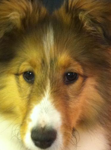 DIXIE 15 WEEKS MARCH 2012