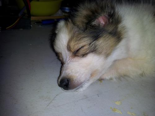 Dixie asleep on the work bench at 9 weeks old