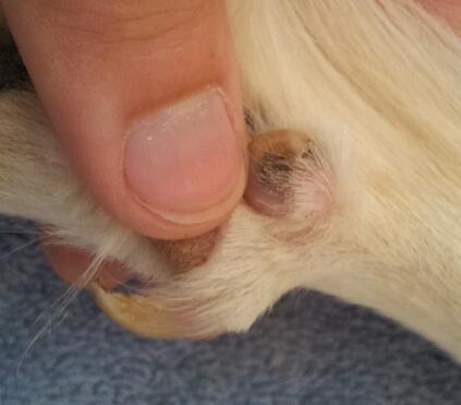 Dixie has a double dewclaw. Her former owners never cut it, now it's grown into a full circle.