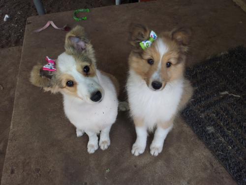 Dixie (L) and Sarah (R) in their new bows