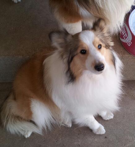 Dixie on her last day home April 7, 2013