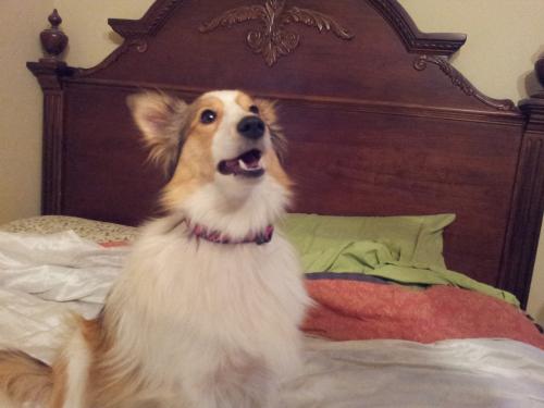Dixie sporting her new pink zebra print collar! Can't see it very well though.