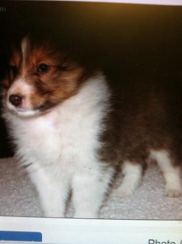 Dixie
