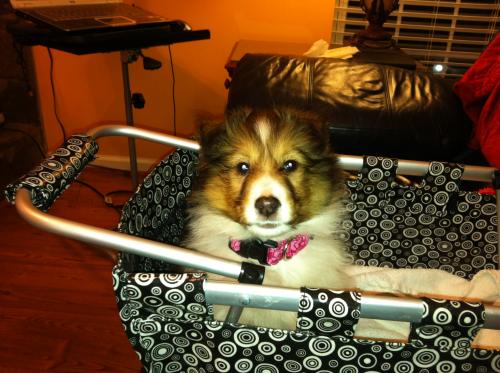 Dixie