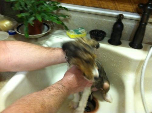 Dixie's first bath