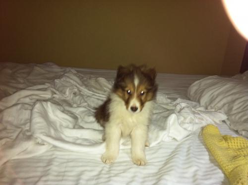 Dixie's first night with her new Mommy and Daddy!!