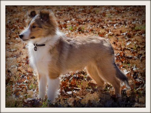 Dodger at 19 weeks