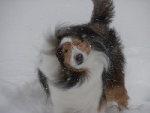 Does Bailey look like a whirlygig or what?
