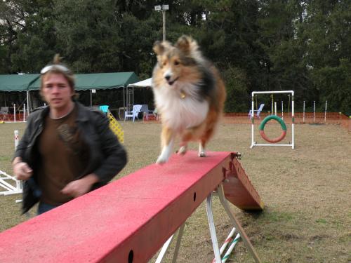Dog walk 2009