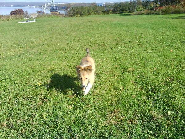 dogpark 033