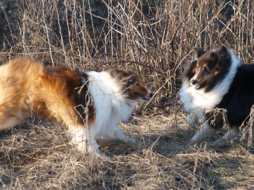 Dogs playing?????  Yep!   How can one tell?!  LOL!