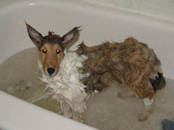 Don't feel too sorry for her, Sadie was a DIRTY pup!  Just look at that water!