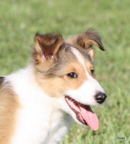 Doolie - 10 weeks old - Sept 2011