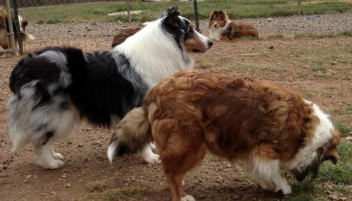 Dora and Summer (puppy xpen in background)