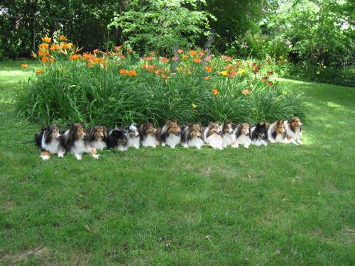 Down! Stay!  Good Shelties!!!