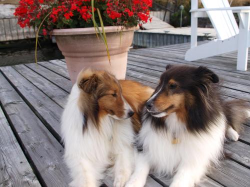 Dude....Something doesn't smell so good.  Yu smell bad!   No!  yu smell bad!   Ok we both smell bad!  Wasn't that goose poo something!