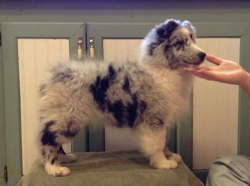 "Duke"   Am Can CH Apple Acres Associated Press's baby boy.