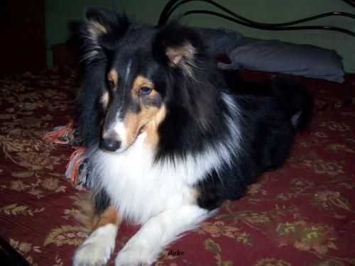 Duke
''wise old soul''
