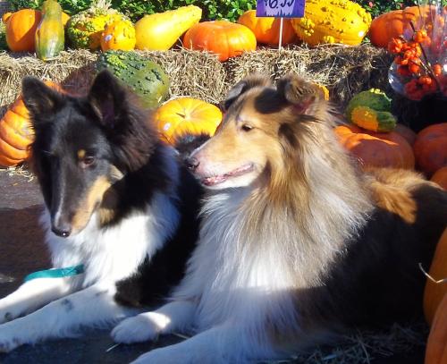 duo pumpkins 2