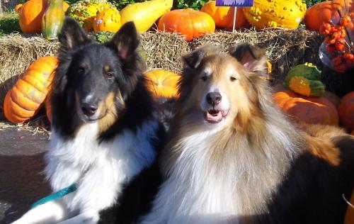 Duo pumpkins