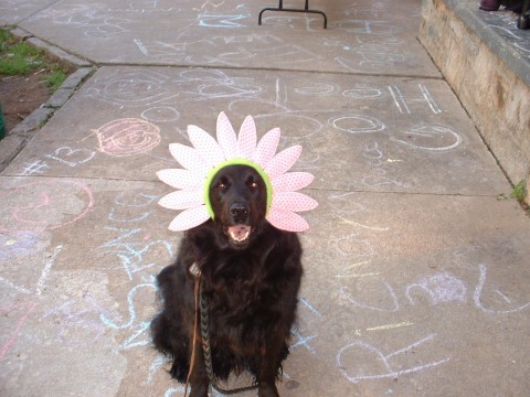 easter bonnet