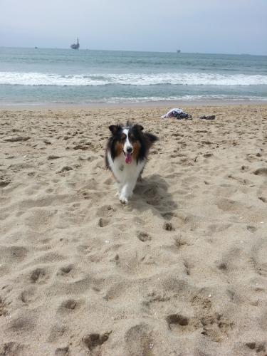 Echo at Dog Beach
Huntington Beach, CA