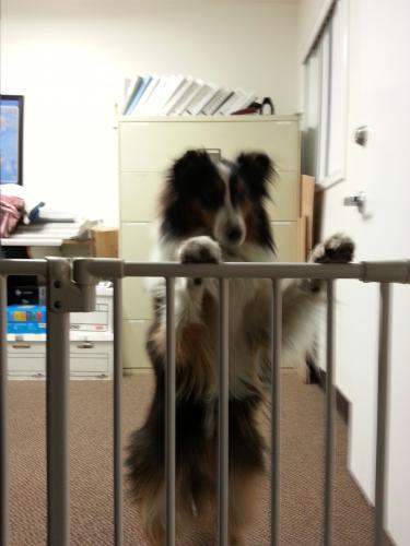 Echo at Work