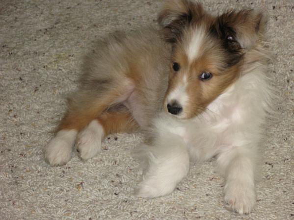 Ellie at nine weeks
