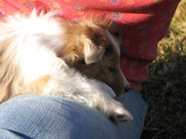 Ellie soooo tired at eight and half weeks